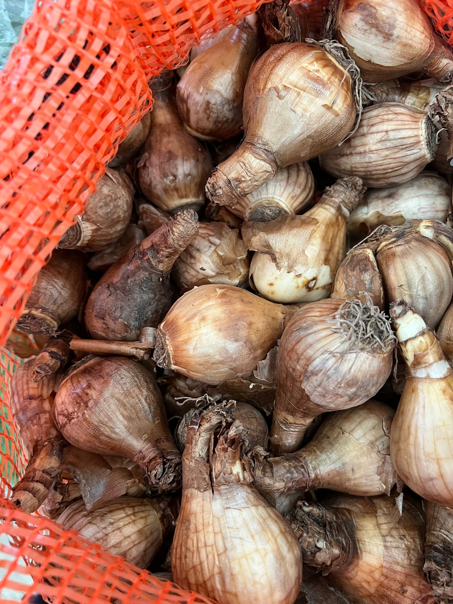 Daffodil’s 12.5kg sack