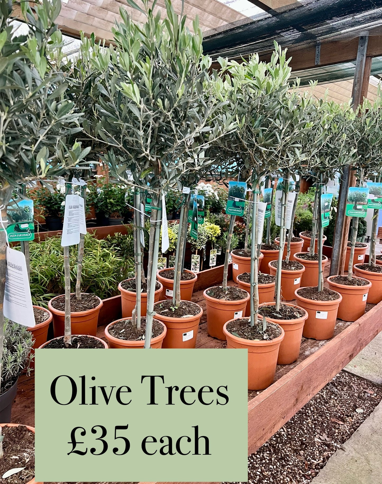 Olive trees